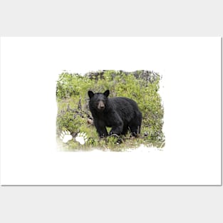 Black Bear Posters and Art